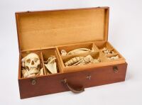 Clay Adams Human Skeleton with Case