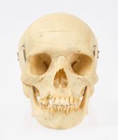 Clay Adams Human Skeleton with Case - 4
