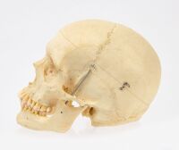 Clay Adams Human Skeleton with Case - 5