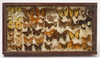 Butterfly Display