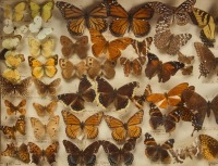 Butterfly Display - 2