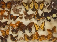 Butterfly Display - 3