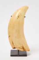 Large Whale Tooth