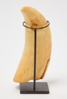 Large Whale Tooth - 2