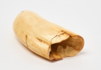 Large Whale Tooth - 3