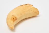 Large Whale Tooth - 4