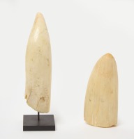 Two Whale Teeth