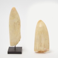 Two Whale Teeth - 2