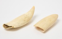 Two Whale Teeth - 3