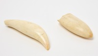 Two Whale Teeth - 4