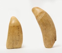 Two Sperm Whale Teeth