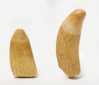 Two Sperm Whale Teeth - 2