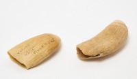 Two Sperm Whale Teeth - 3