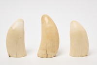 Group of Three Whale Teeth