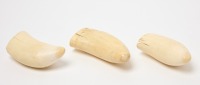 Group of Three Whale Teeth - 4