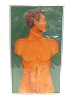 Anatomical Model of the Human - 4