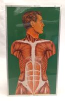Anatomical Model of the Human - 3