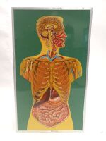 Anatomical Model of the Human - 2
