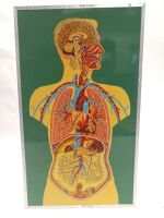 Anatomical Model of the Human