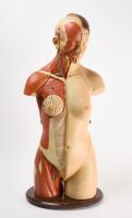 Meusel Female Anatomical Model