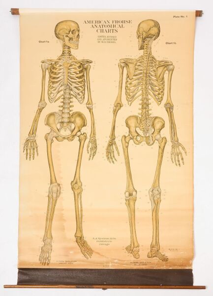 American Frohse Anatomical Chart - Human Skeleton Front and Back View