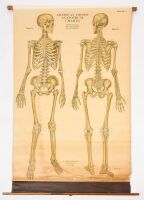 American Frohse Anatomical Chart - Human Skeleton Front and Back View
