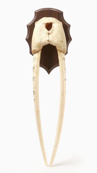 Walrus Skull with Scrimshaw Tusks