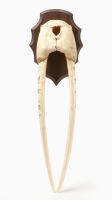 Walrus Skull with Scrimshaw Tusks