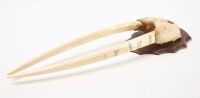 Walrus Skull with Scrimshaw Tusks - 3