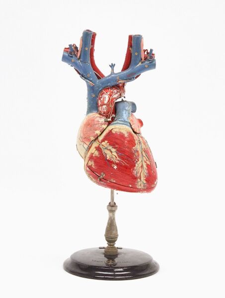 Clay Adams Anatomical Model of the Heart