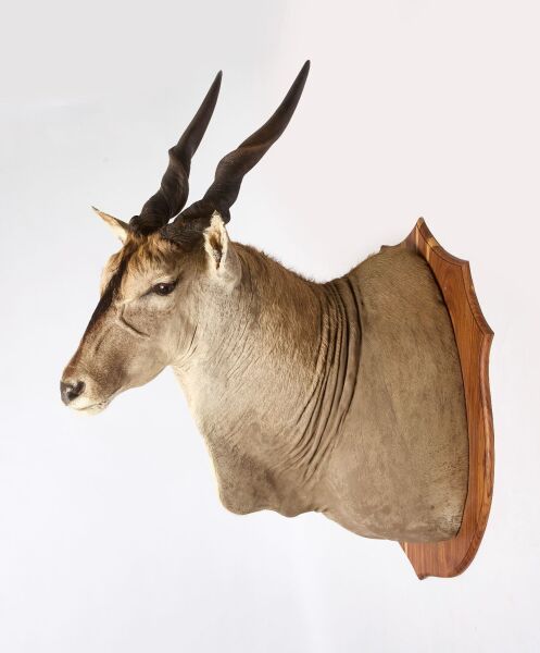 Eland Taxidermy Mount
