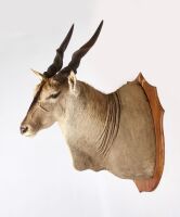 Eland Taxidermy Mount