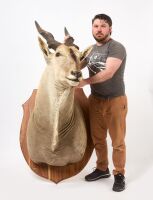 Eland Taxidermy Mount - 2