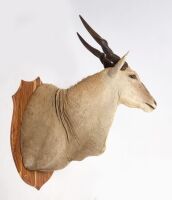 Eland Taxidermy Mount - 3