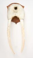Walrus Skull with Carved Tusks