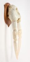 Walrus Skull with Carved Tusks - 2