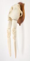 Walrus Skull with Carved Tusks - 3