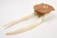 Walrus Skull with Carved Tusks - 4