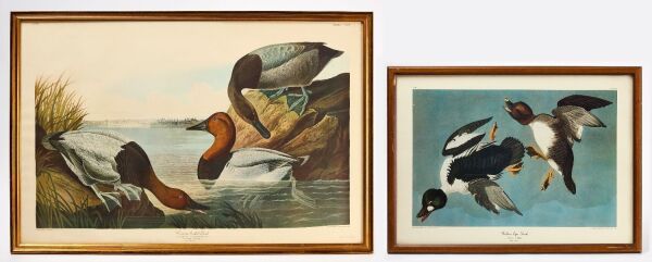 Two Audubon Prints, No. 61 and No. 69
