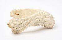 Walrus Jaw Bone Cribbage Board