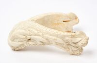 Walrus Jaw Bone Cribbage Board - 2