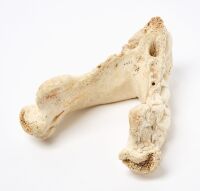 Walrus Jaw Bone Cribbage Board - 3