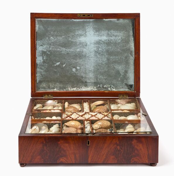 Captain Nathaniel Clift Sea Shell Presentation Box