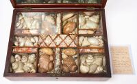 Captain Nathaniel Clift Sea Shell Presentation Box - 2