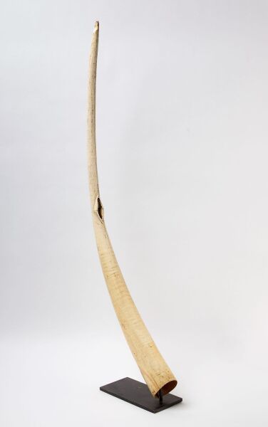 Large Oliphant