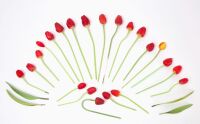 Group of German Blown Glass Tulips
