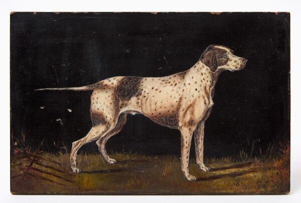 Portrait of a Pointer Dog