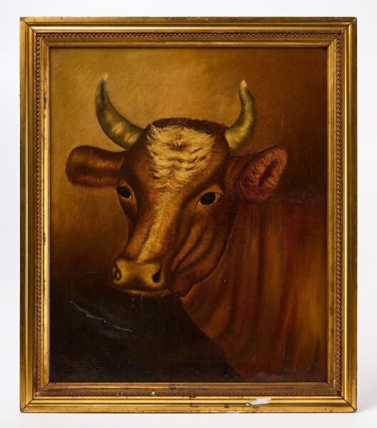 Portrait of a Steer